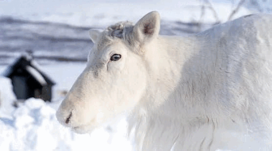 移动刷QQ会员教程  唐...